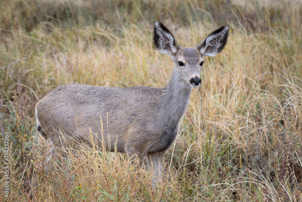 Mule Deer Doe in Prairie Grass