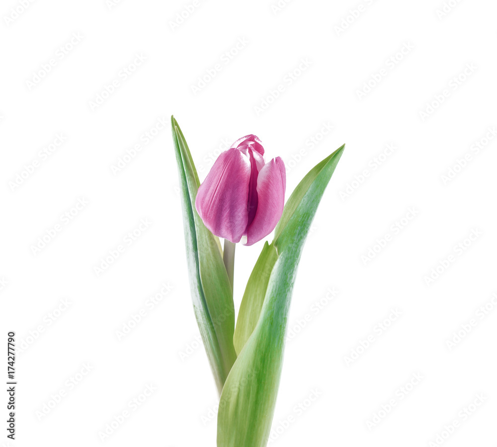 Pink tulip flowers Pink tulip flowers
