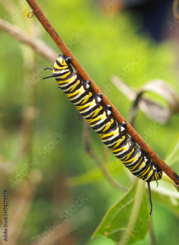 monarch butterfly caterpillar resting on a plant stalk