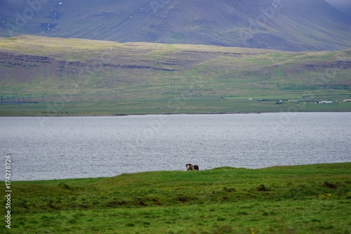 Landschaft mit Pferden am Hvalfjörður (Walfjord) in Islands Süd-Westen © tina7si