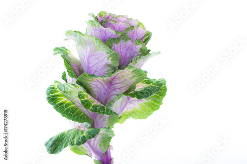 Cabbage Rose flower, isolated against white