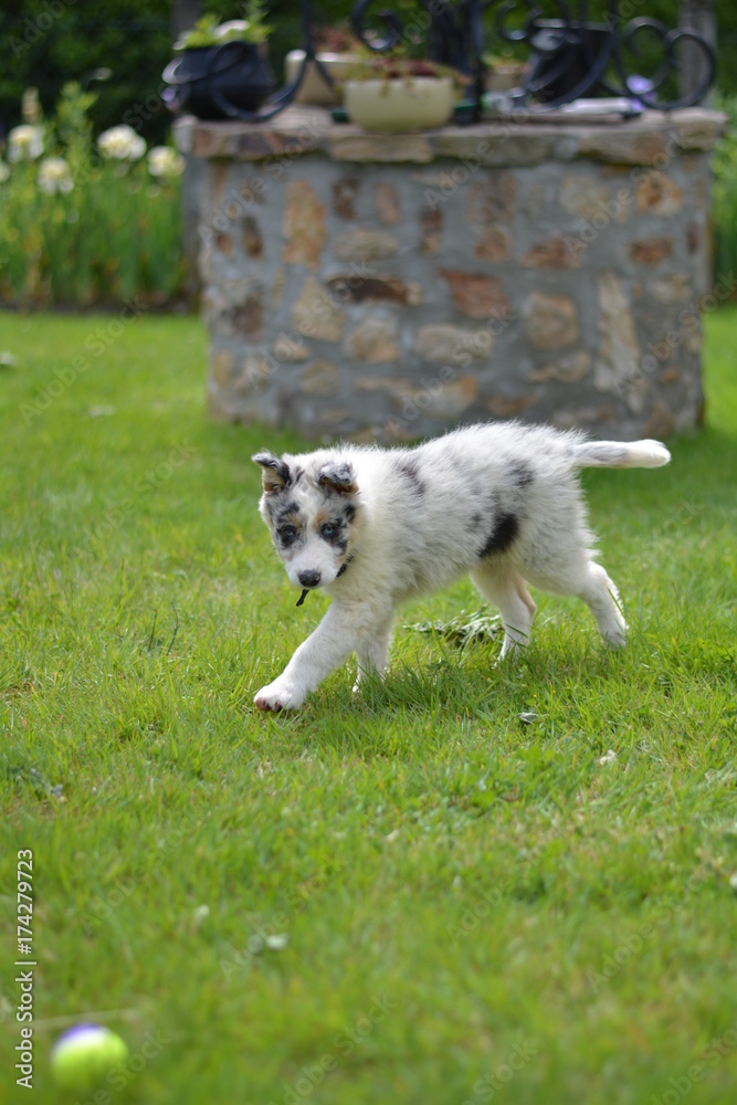 nala border collie