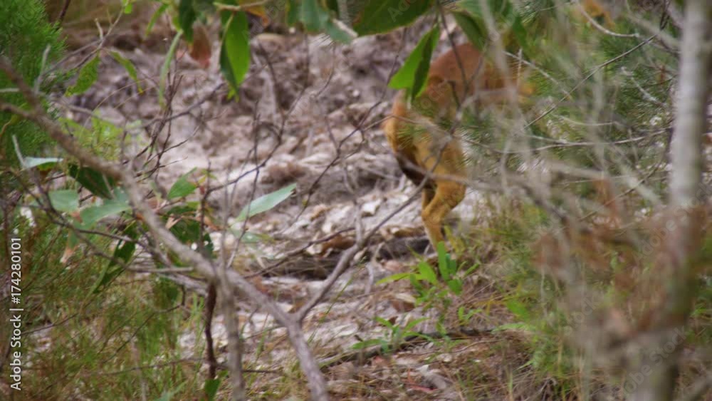 A wide shot of a stray dog with blue collar and has blue pin on its ear, running while getting out of the camera shot. A wide shot of a stray dog with blue collar and has blue pin on its ear, running while getting out of the camera shot.