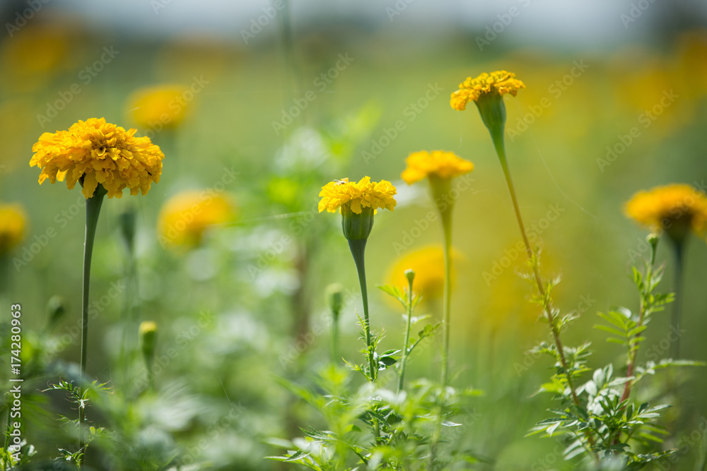 Fototapeta premium Marigold flowers in the garden