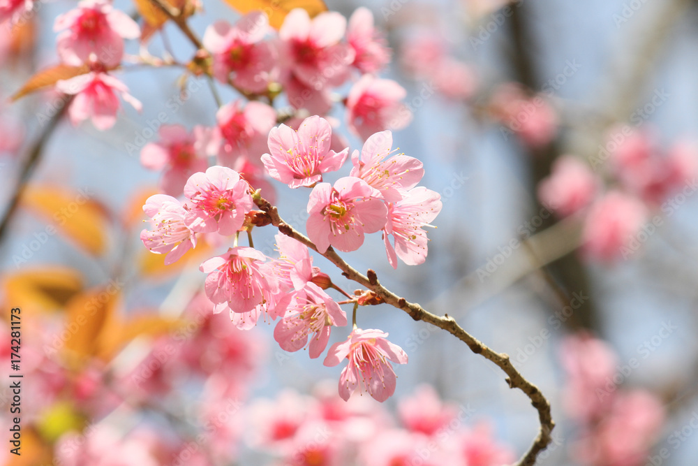 Branch of the Wild Himalayan Cherry flower in Northern of Thailand Branch of the Wild Himalayan Cherry flower in Northern of Thailand
