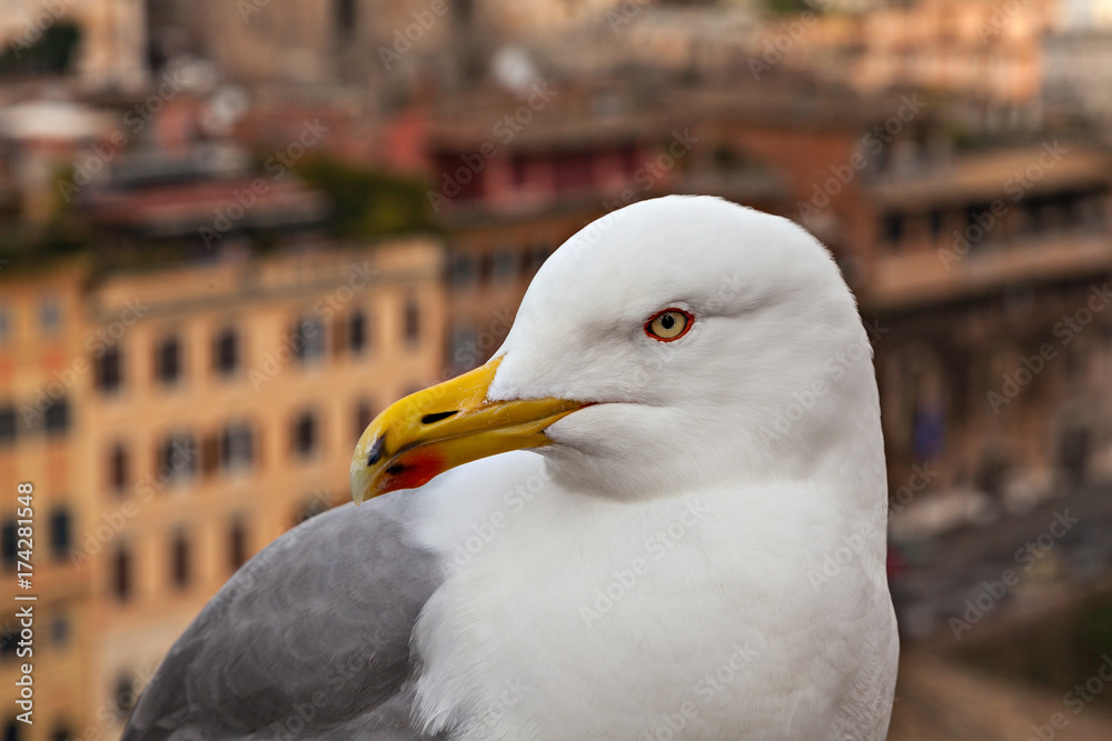 Portrait of a seagull on a urban background. Portrait of a seagull on a urban background.