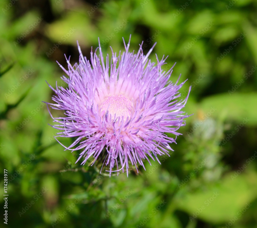 A close view of the purple wildflower weeds in the field. A close view of the purple wildflower weeds in the field.