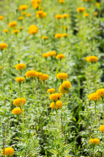 Marigold flowers in the garden