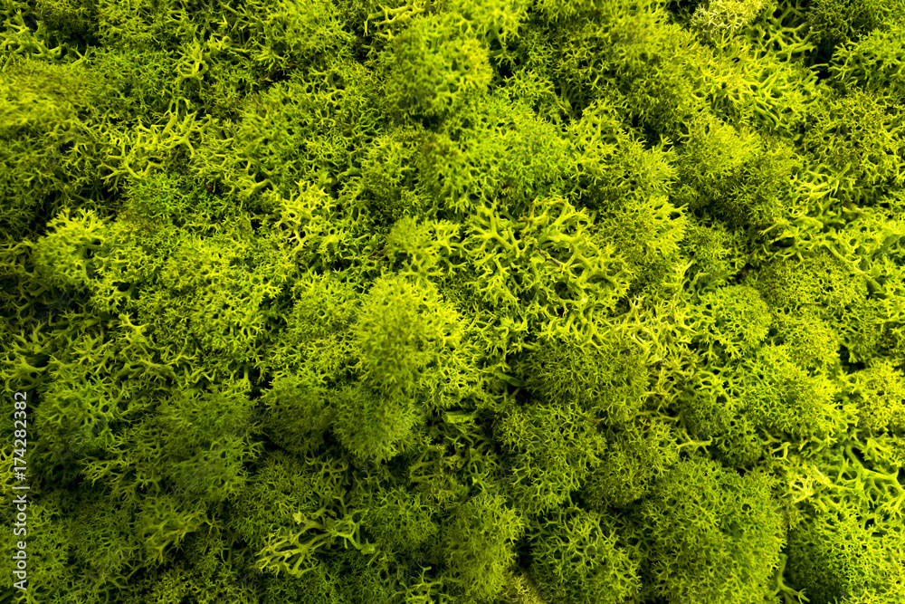 Moss als grafisches element oder Hintergrund