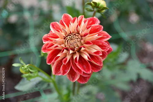 Fototapeta Naklejka Na Ścianę i Meble -  Dahlia rouge en été au jardin