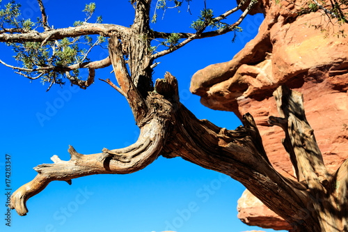Twisted Tree in Garden of the Gods photo
