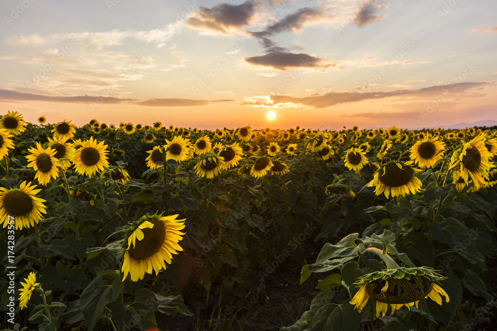 Obraz premium field of blooming sunflowers on a background sunset