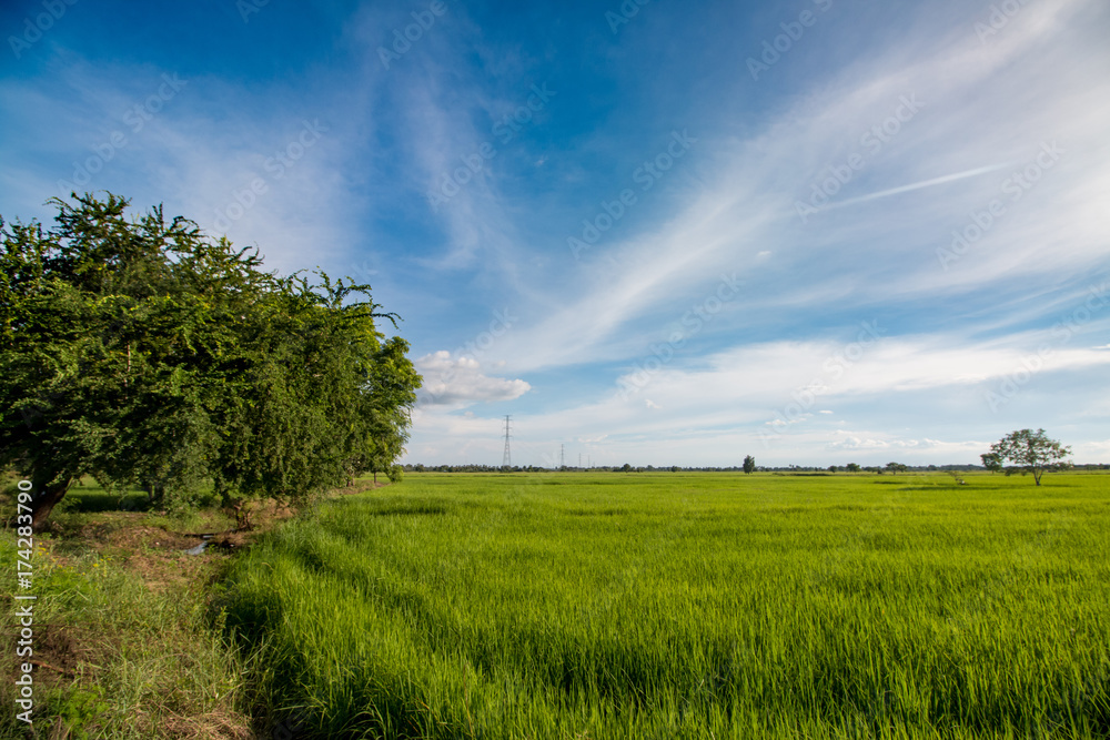 rice field on sky background rice field on sky background