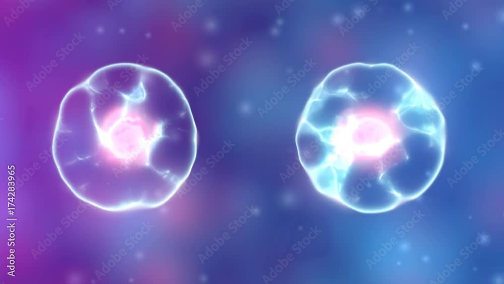 mitosis cell division process mitosis cell division process