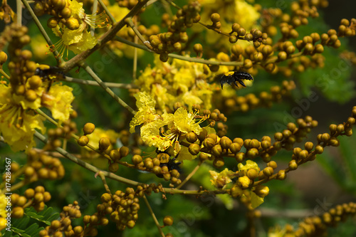 Peltophorum pterocarpum flower on the tree.