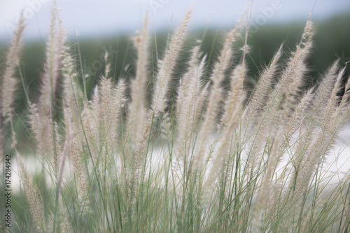 field grass soft light for background