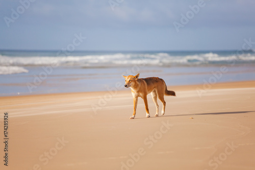 Dingo walking along 75 Mile Beach on Fraser Island on the Sunshine Coast of Queensland, Australia.