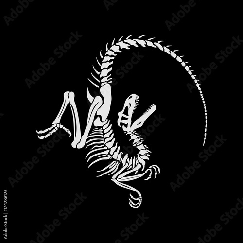 Velociraptor skeleton on a black background