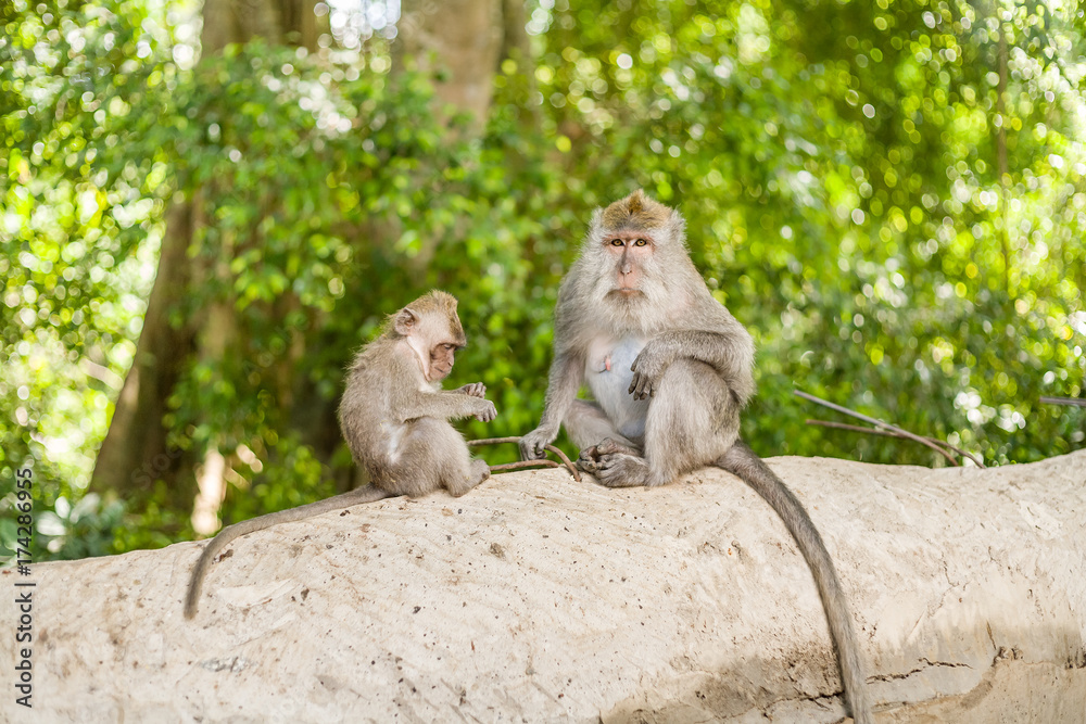 Fototapeta premium Monkeys in Ubud Monkey Forest, Bali, Indonesia.