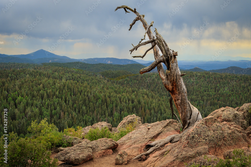 Fototapeta premium Lonely Old Tree on the Mountain