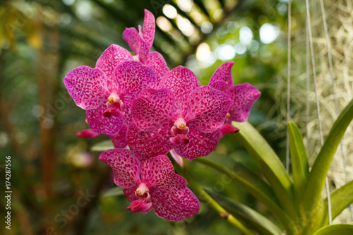 Wild orchids on trees photo