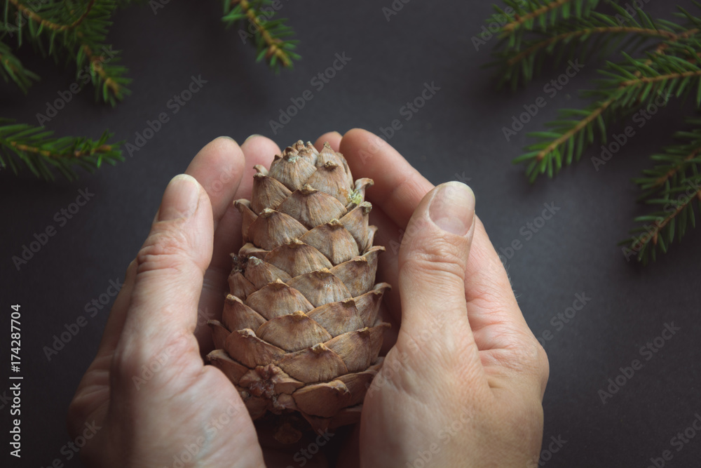Hand holding pine cone on black. Hand holding pine cone on black.