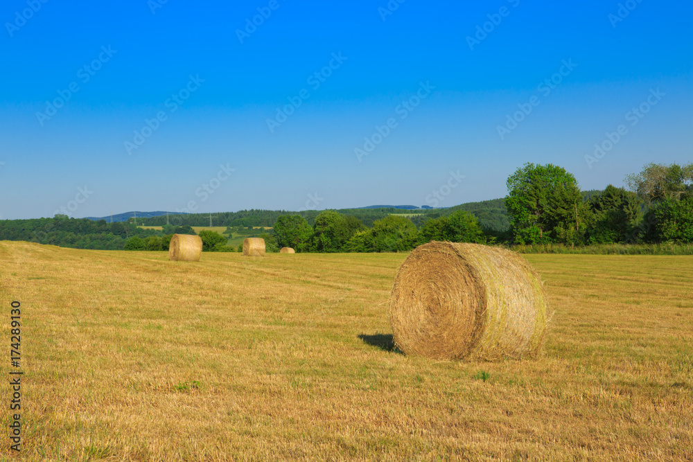 Hay bales in the suni day.