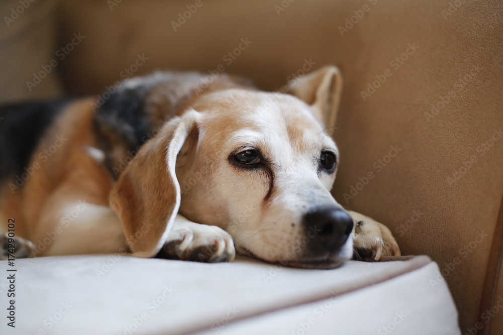 Beagle on Couch