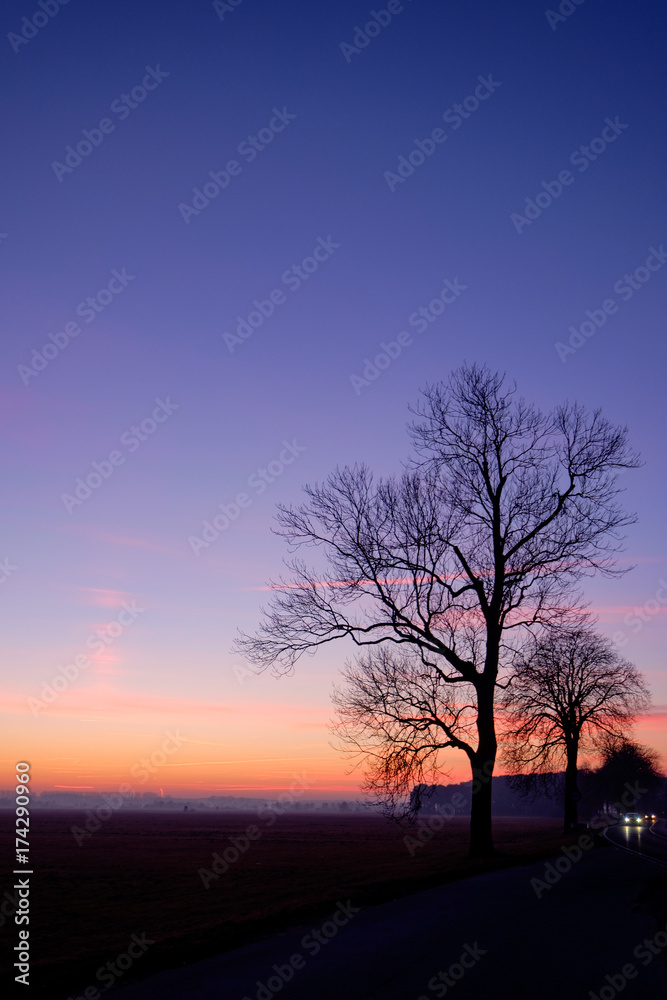 Baum im Sonnenuntergang Baum im Sonnenuntergang