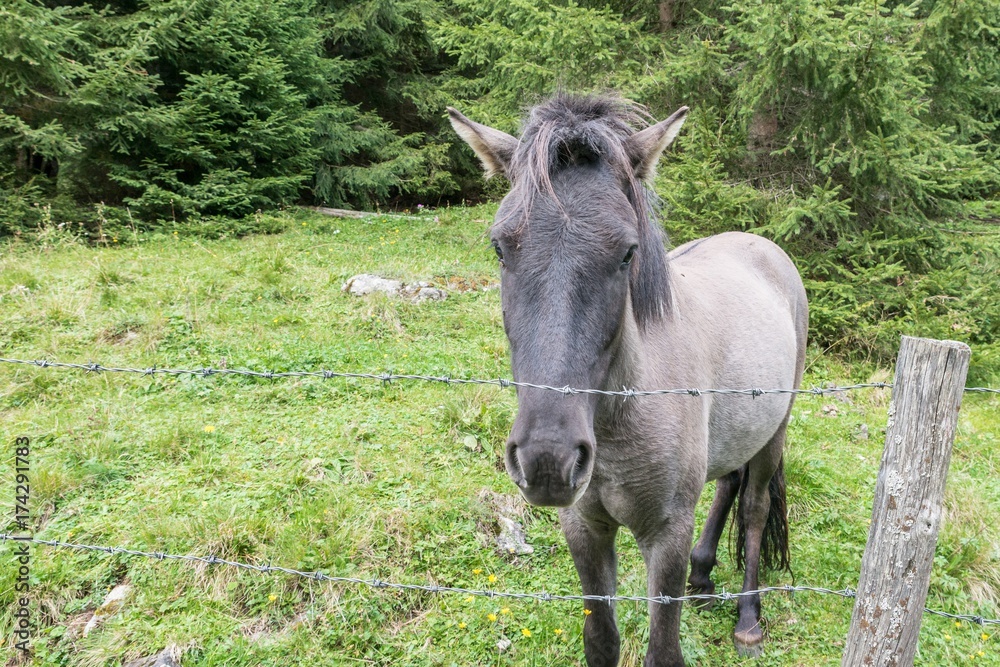 Fototapeta premium Pferde auf einer Pferdekoppel, Österreich