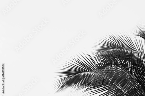 palm coconut leaf - monochrome