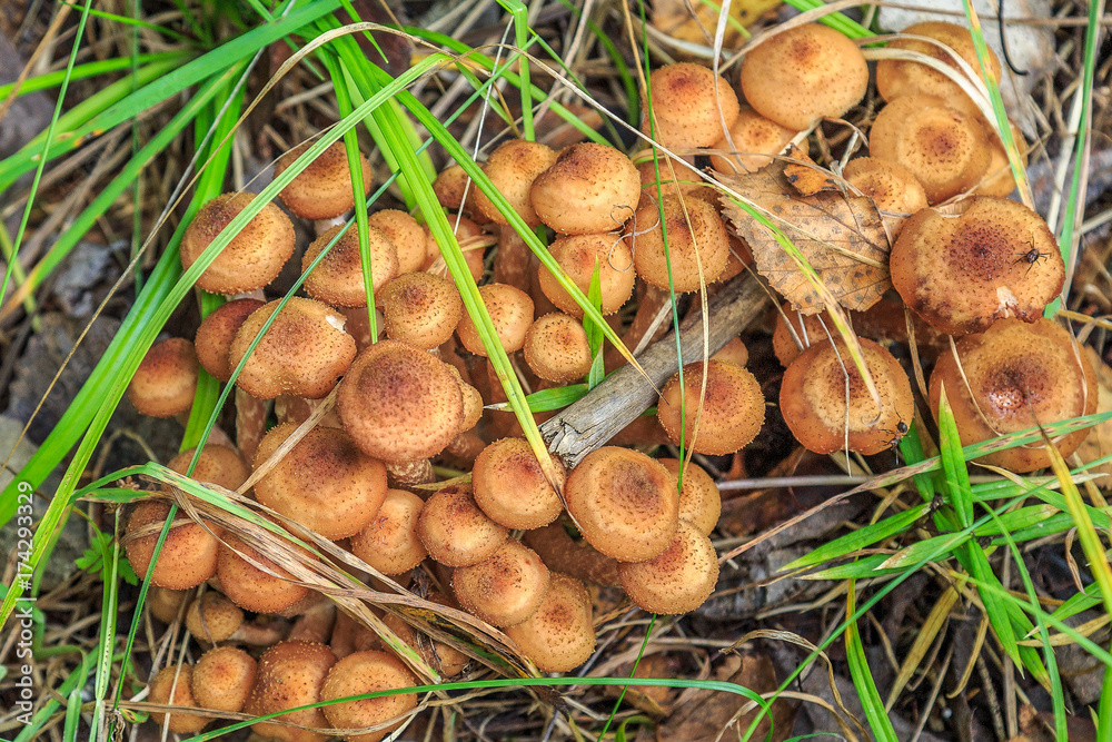 Autumn mushrooms of honey agarics in green grass Autumn mushrooms of honey agarics in green grass