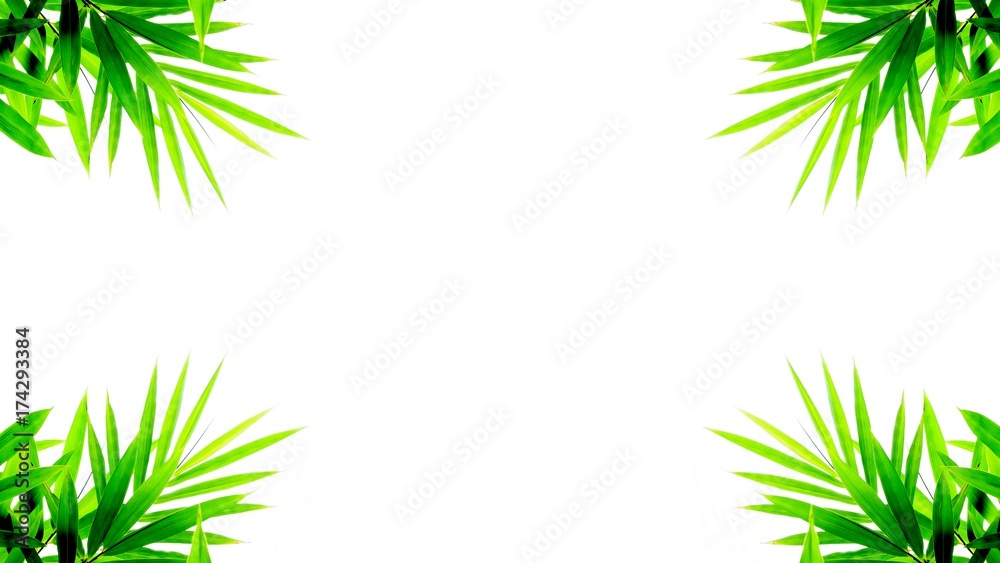 green bamboo leaves isolated on white background