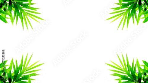 green bamboo leaves isolated on white background