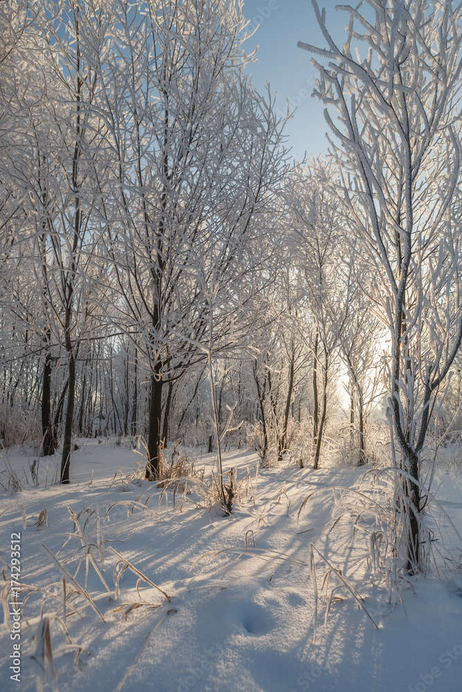 Trees in frost and snow Trees in frost and snow