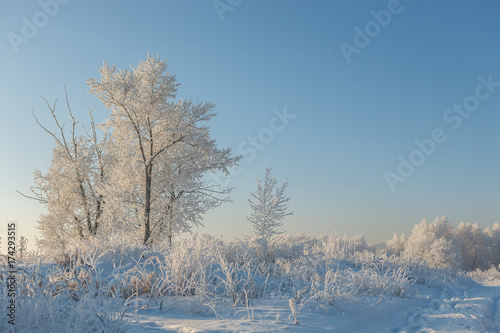 Trees in frost and snow