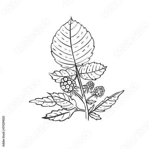 raspberry branch with berries and leaves