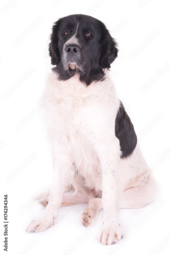 puppy landseer in front of white background puppy landseer in front of white background