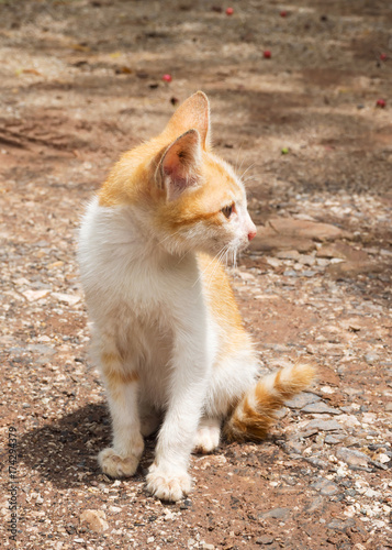 Yellow mongrel cat sitting on ground. Looking foward action. Cute kitten.