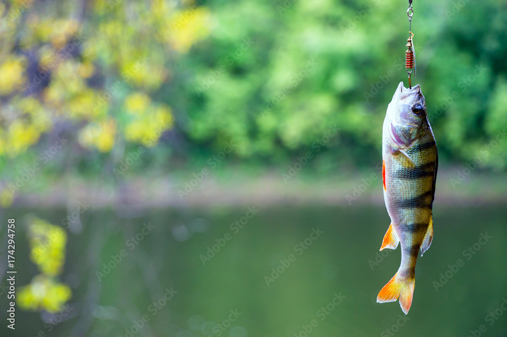 Perch caught in a spoon-bait. River perch on the hook Stock Photo