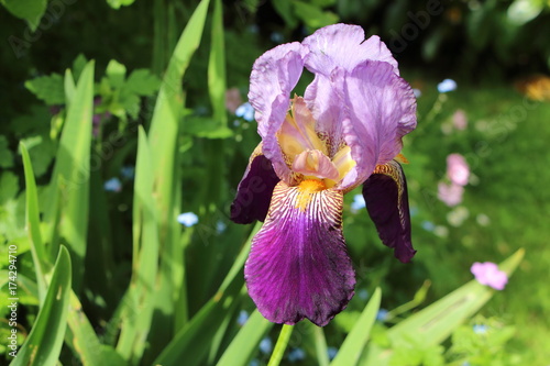 Fototapeta Naklejka Na Ścianę i Meble -  Fleur d'iris violette