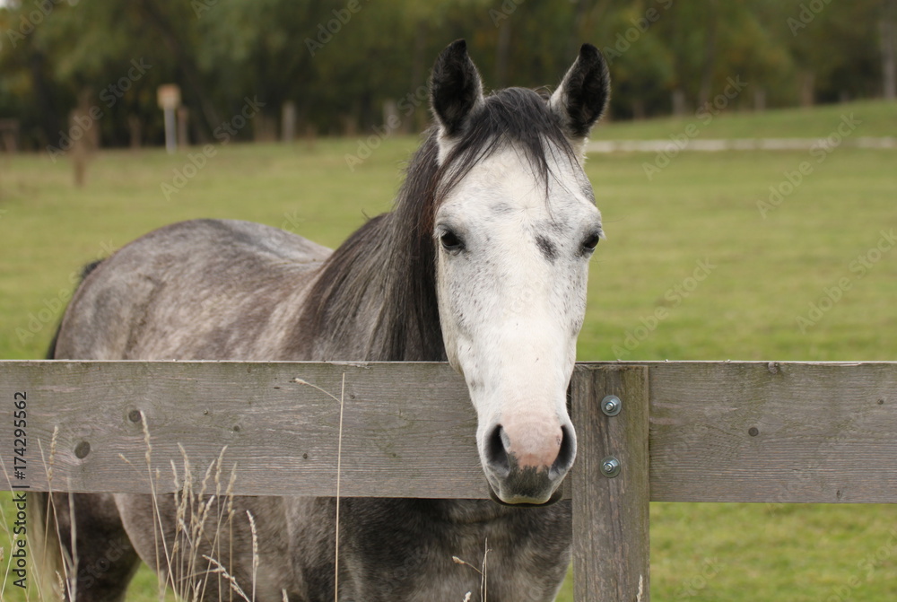 Fototapeta premium Horse with a white head