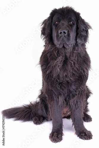 newfoundland dog