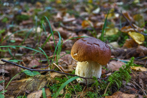 one brown mushroom, Lurid Bolete, in the woods.