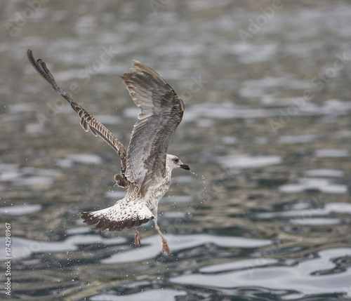 seagull fishing in the mediterranean sea