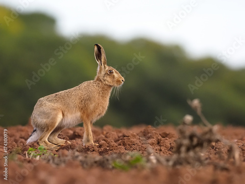 European Brown hare, Lepus europaeus