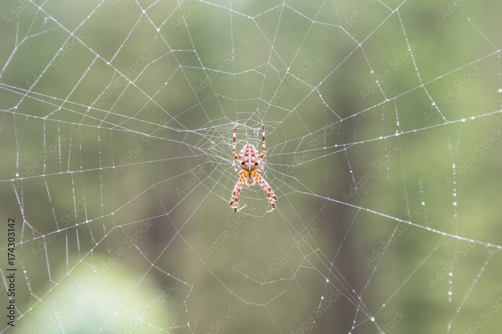 Nahaufnahme einer Kreuzspinne in ihrem Spinnennetz Nahaufnahme einer Kreuzspinne in ihrem Spinnennetz