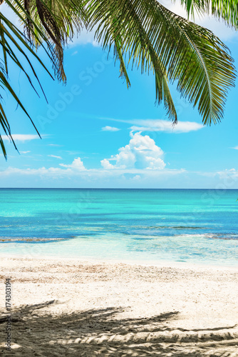 Fototapeta Naklejka Na Ścianę i Meble -  sunny summer landscape waterfront seashore overlooking the palm tree
