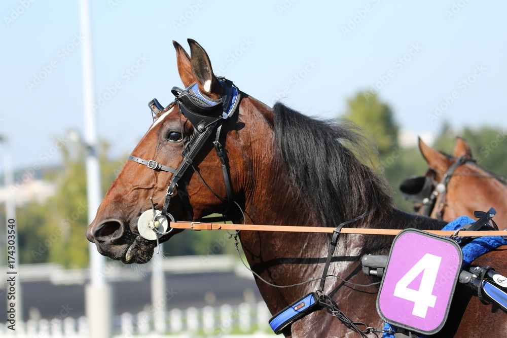 Obraz premium trotteur