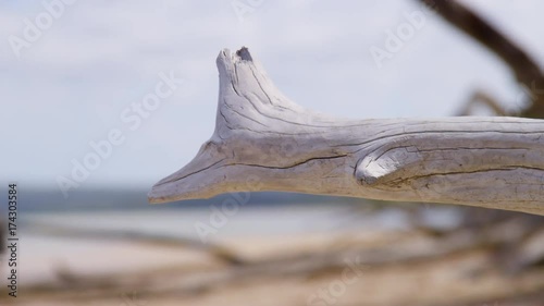 Close up shot of a dead grey-white branch on a beautifuk green and orange beach, with focus shifting between the branch and the beautiful horizon. photo